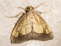 Evergestis limbata